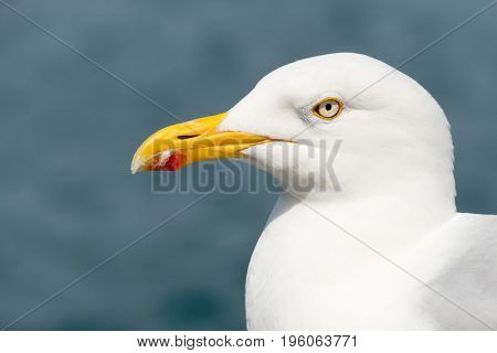 Common gull or seagull bird, Larus canus.  Falmouth Cornwall England.
