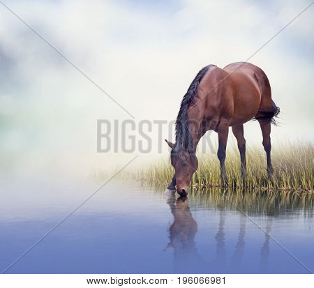 Brown  horse drinking water in a lake