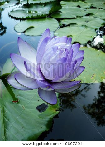 Primo piano lotus2 fioritura bianco-viola