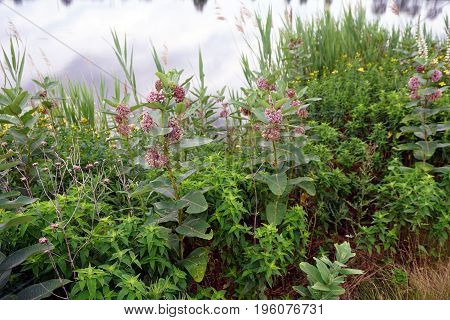 Common milkweed plants (Asclepias syriaca) bloom near a retention pond during June in Plainfield, Illinois.