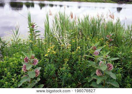 Common milkweed plants (Asclepias syriaca), white wild indigo (Baptisia alba macrophylla), and perforate St John's wort (Hypericum perforatum) bloom near a retention pond during June in Plainfield, Illinois.