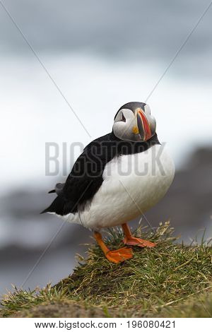 puffin latrabjarg iceland in summer closeup with sea background