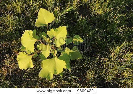 A cocklebur plant shows in the evening sunlight.