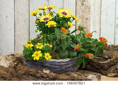 Bunch Of Cape Daisies In Basket