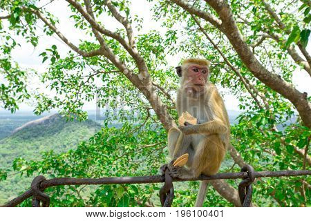 monkey on a tree