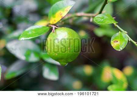 fresh lime  with leaf hold on the tree