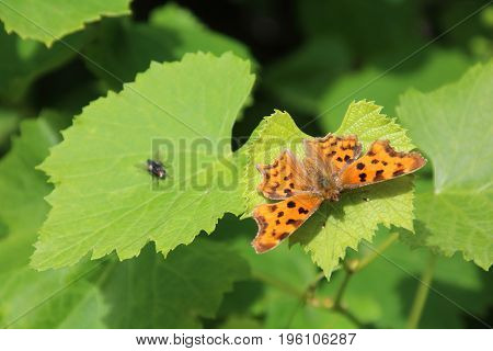 Buterfly Small pearl-bordered fritillary i on the vine leaves