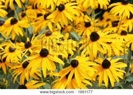 Campo di bella Coneflowers gialla, Echinacea Paradoxa