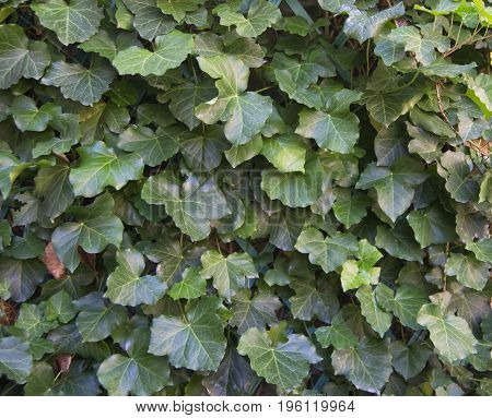 green ivy leaves on a wall used as background texture