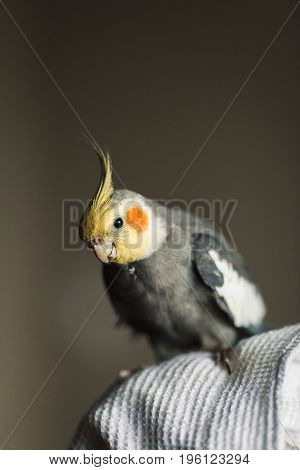 Parrot Corella. Exotic Gray Parrot
