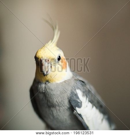 Parrot Corella. Exotic Gray Parrot