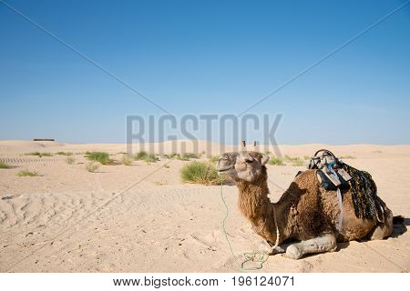 Camel For Tourist Traffic In A Dust In Tunisia