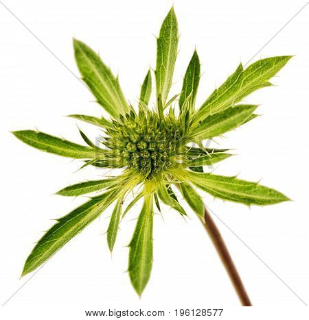 green thorn bud with leaves isolated on white background