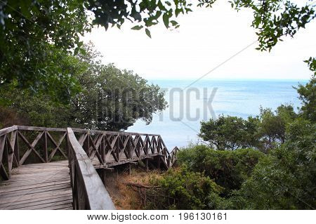 wooden bridge road in a rainforest landscape