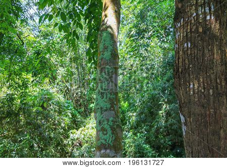 big tree forest tropical with branch and green woodland leaves background in nature