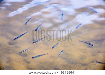 Close Up Of Adult Amber Trout Fish In An Artificial Pond.