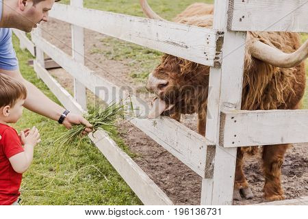Toddler Boy And His Father Feeding A Highland Cow