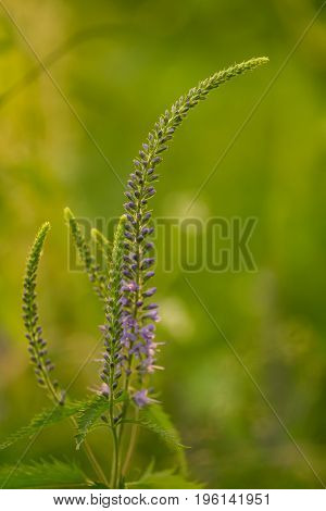 A beautiful longleaf speedwell flowering in a summer meadow. Veronica Longofolia.