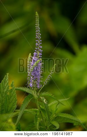 A beautiful longleaf speedwell flowering in a summer meadow. Veronica Longofolia.