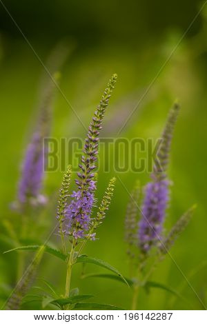 A beautiful longleaf speedwell flowering in a summer meadow. Veronica Longofolia.
