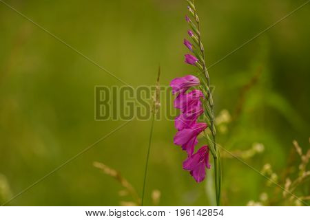 A beautiful pink turkish marsh gladiolus blossoming in a sunny afternoon meadow. Vibrant natural scenery.