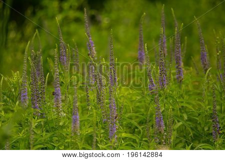 A beautiful longleaf speedwell flowering in a summer meadow. Veronica Longofolia.