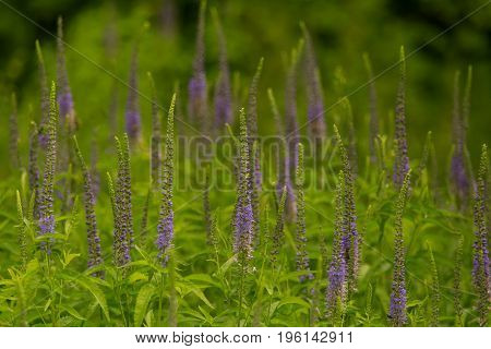 A beautiful longleaf speedwell flowering in a summer meadow. Veronica Longofolia.
