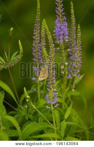 A beautiful longleaf speedwell flowering in a summer meadow. Veronica Longofolia.