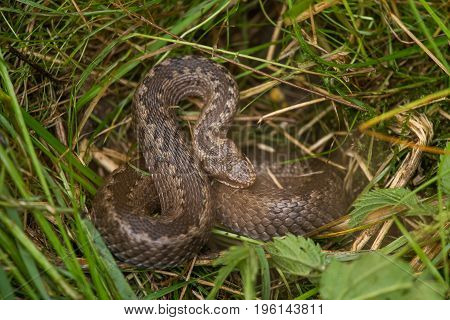 A beautiful viper hiding in a grass in summer meadow. Reptile portrait.