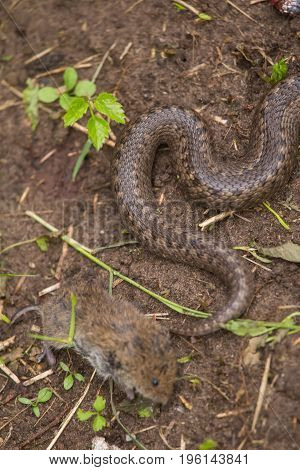 A dramatic closeup of a viper with a cought dead mouse. Circle of life.
