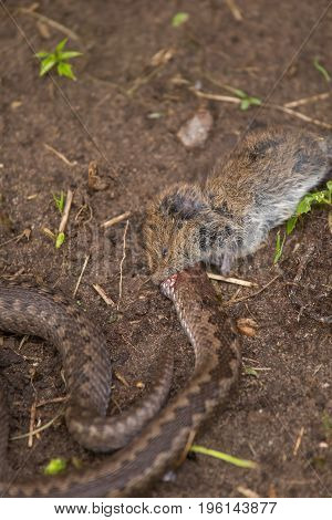 A dramatic closeup of a viper with a cought dead mouse. Circle of life.