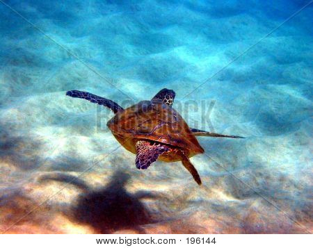 Tortue