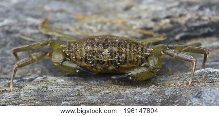 Angry looking sea crab posed on a beach rock.