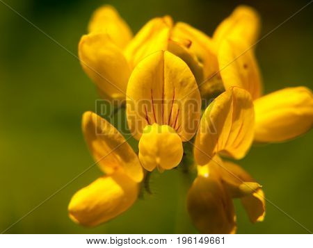 Lovely Growing And Budding Yellow Wild Flower Up Close