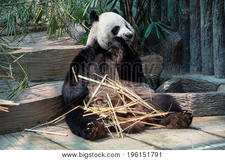 A Giant panda enjoy eating bamboo sticks