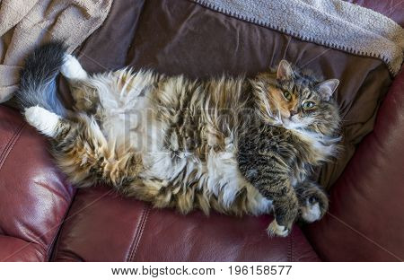 Fluffy, Large Overweight Cat Lying On Back On Couch Exposing Stomach