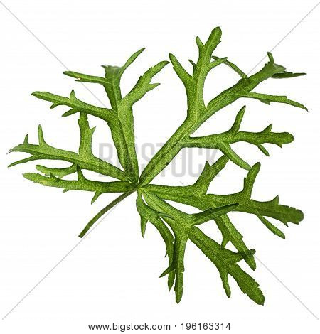 Figured geranium garden leaf isolated on white background