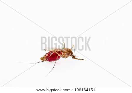 The Anopheles mosquitoes isolated on white background.