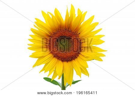 Big sunflower bloom isolated on white background