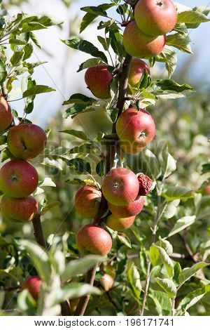 Apples on a tree with ripe fruits