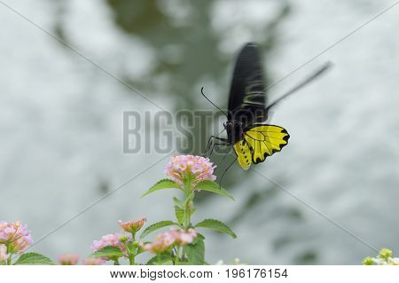 Yellow butterfly with Hedge flowers. Golden birdwing Butterfly.