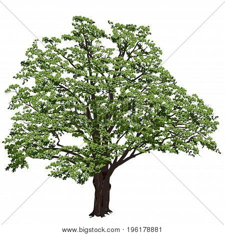 Big oak (Quercus) with green leaves on a white background in the color vector image