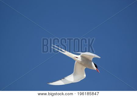 Arctic tern (Sterna Paradisaea) with wings outstretched with blue skies