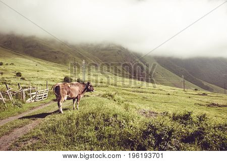 Dairy cow looking on green field. Farm animal. Rural landscape. Farming concept. Clouds descending over georgian meadow. Copy space. Georgia. Ecotourism. Mountain valley. Graze cattle. Lush pasture