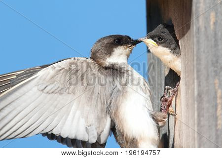 Female Tree Swallow (tachycineta bicolor) feeding hungry babies