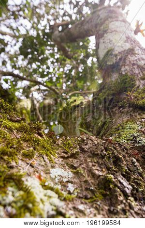 Leaf Cutter Ants