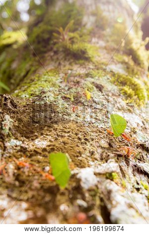 Leaf Cutter Ants