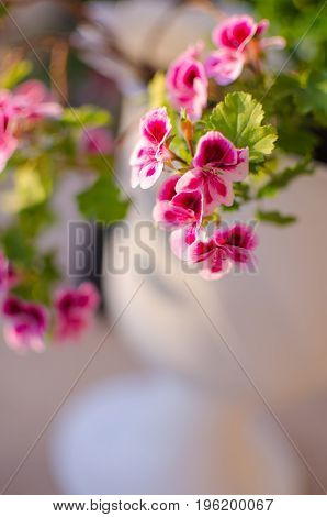 Bright Pelargonium Decorate The Yard