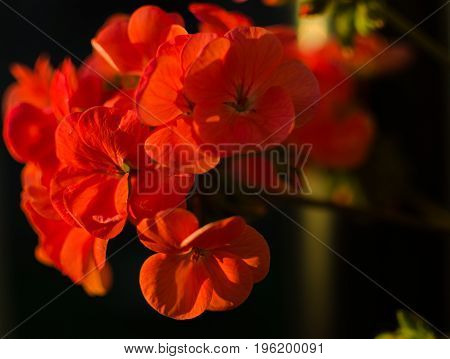 Bright Pelargonium Decorate The Yard