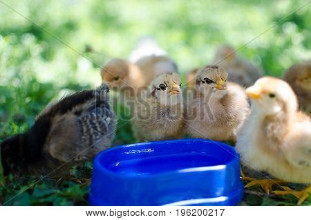 Small fluffy baby chick on limited white background